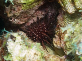 Reef Urchin IMG 7842